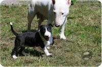 Benda`s Little Gladiators Ava &amp; Amira