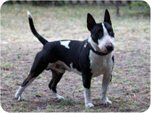 Gentleman Giddian von Loro`s Bullystar